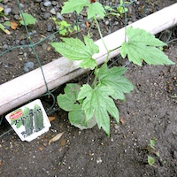 デルモンテのスーパーゴーヤ 神奈川県鎌倉市の建築家が書いたブログです。
